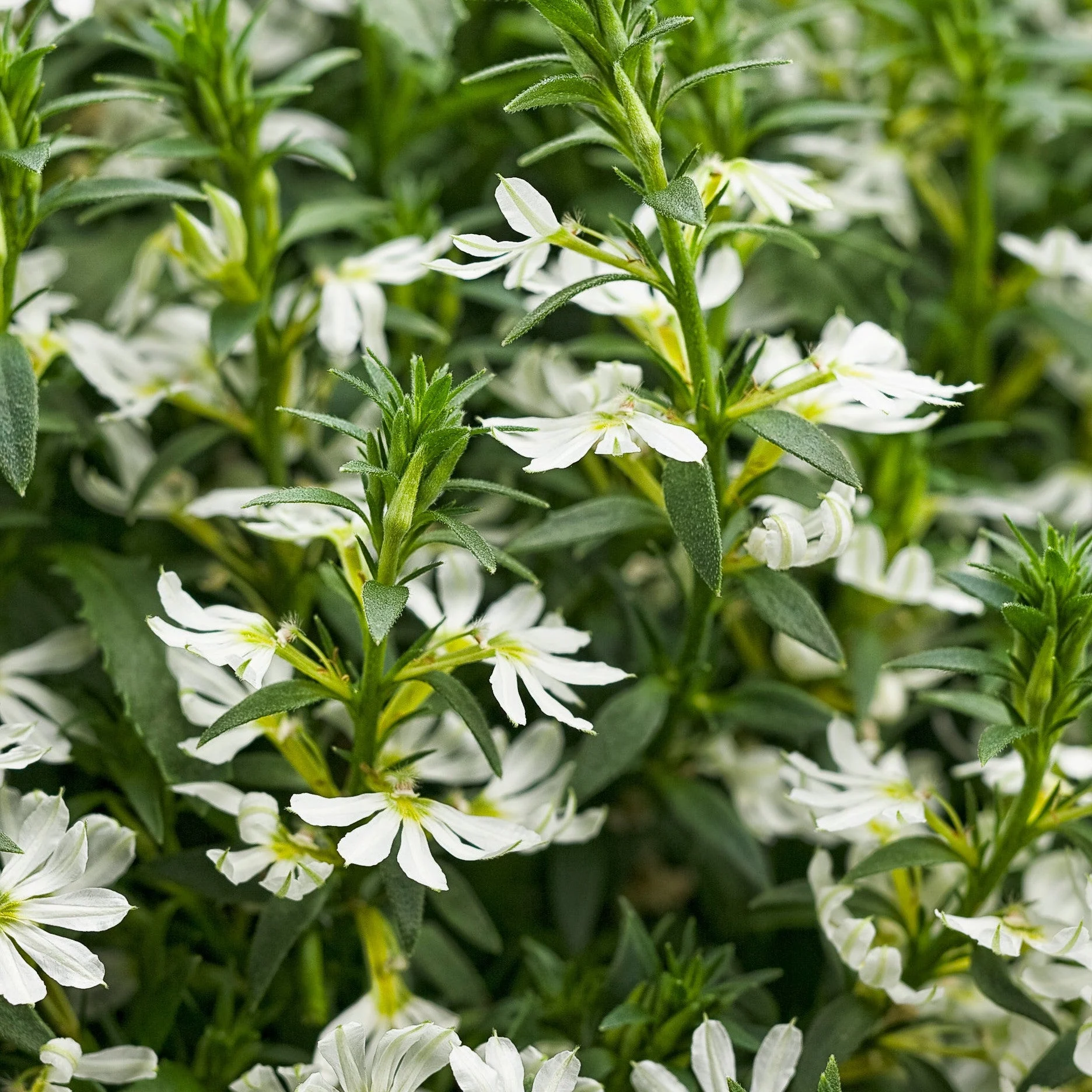 Whirlwind White Fan Flower (Scaevola aemula)