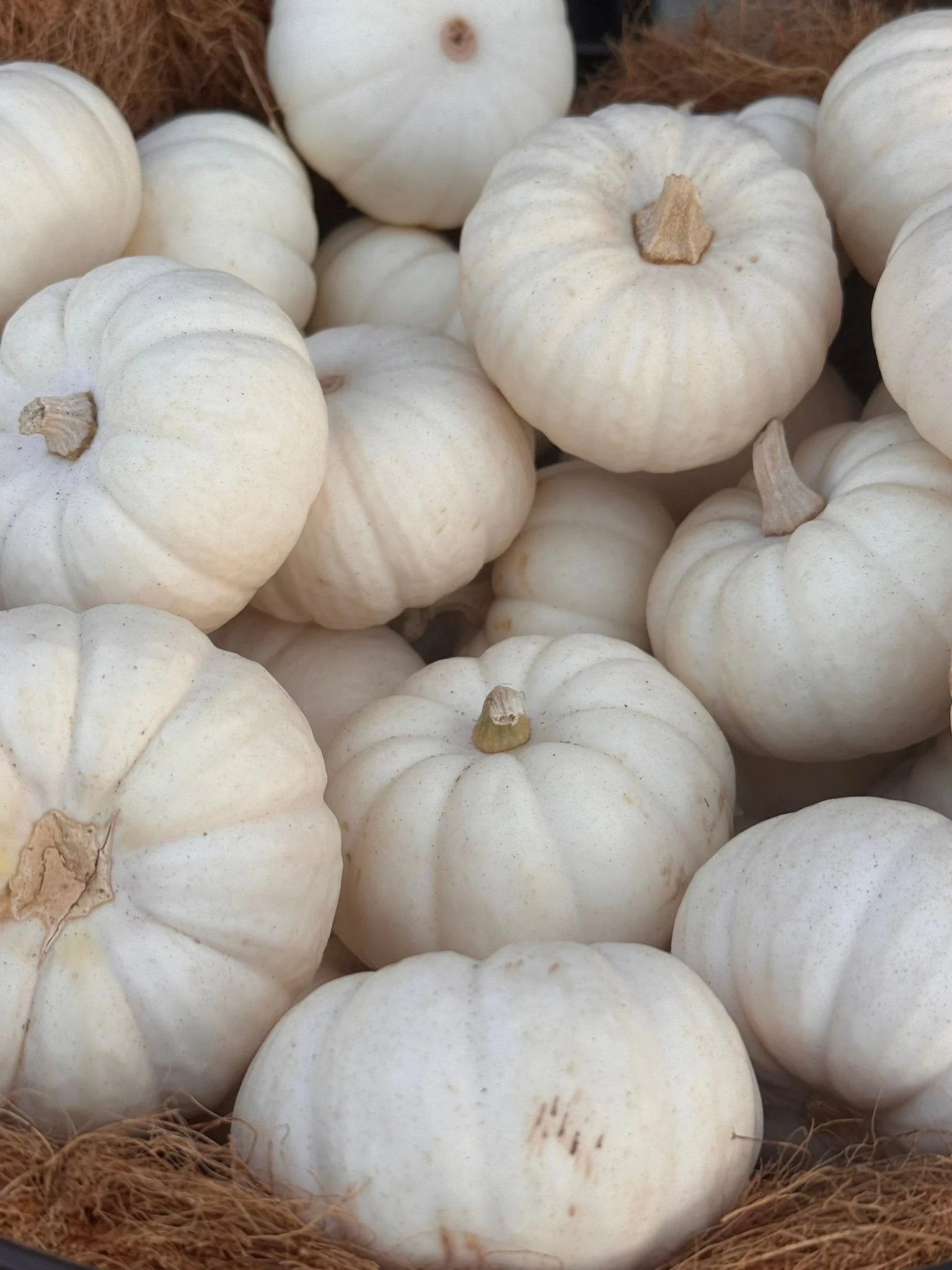 White Casperita Mini Pumpkin
