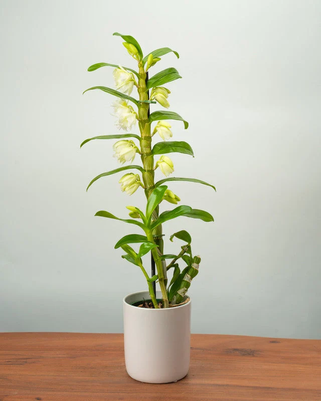 White Dendrobium Orchid