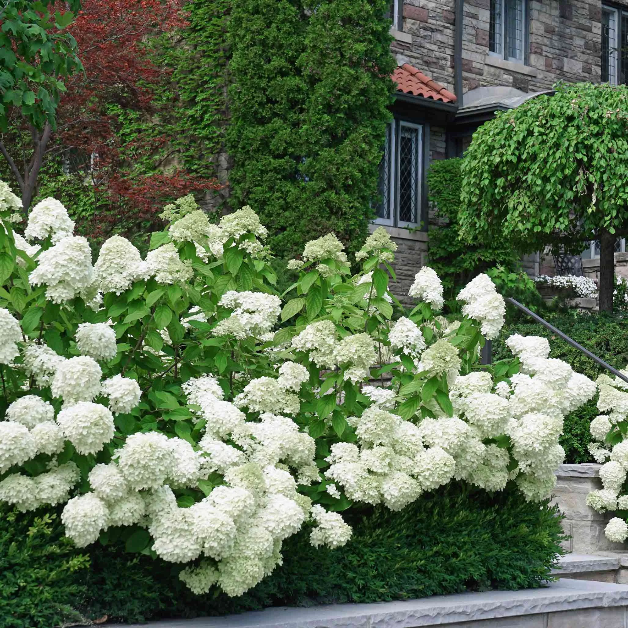 white-wedding-hydrangea.webp White Wedding Hydrangea