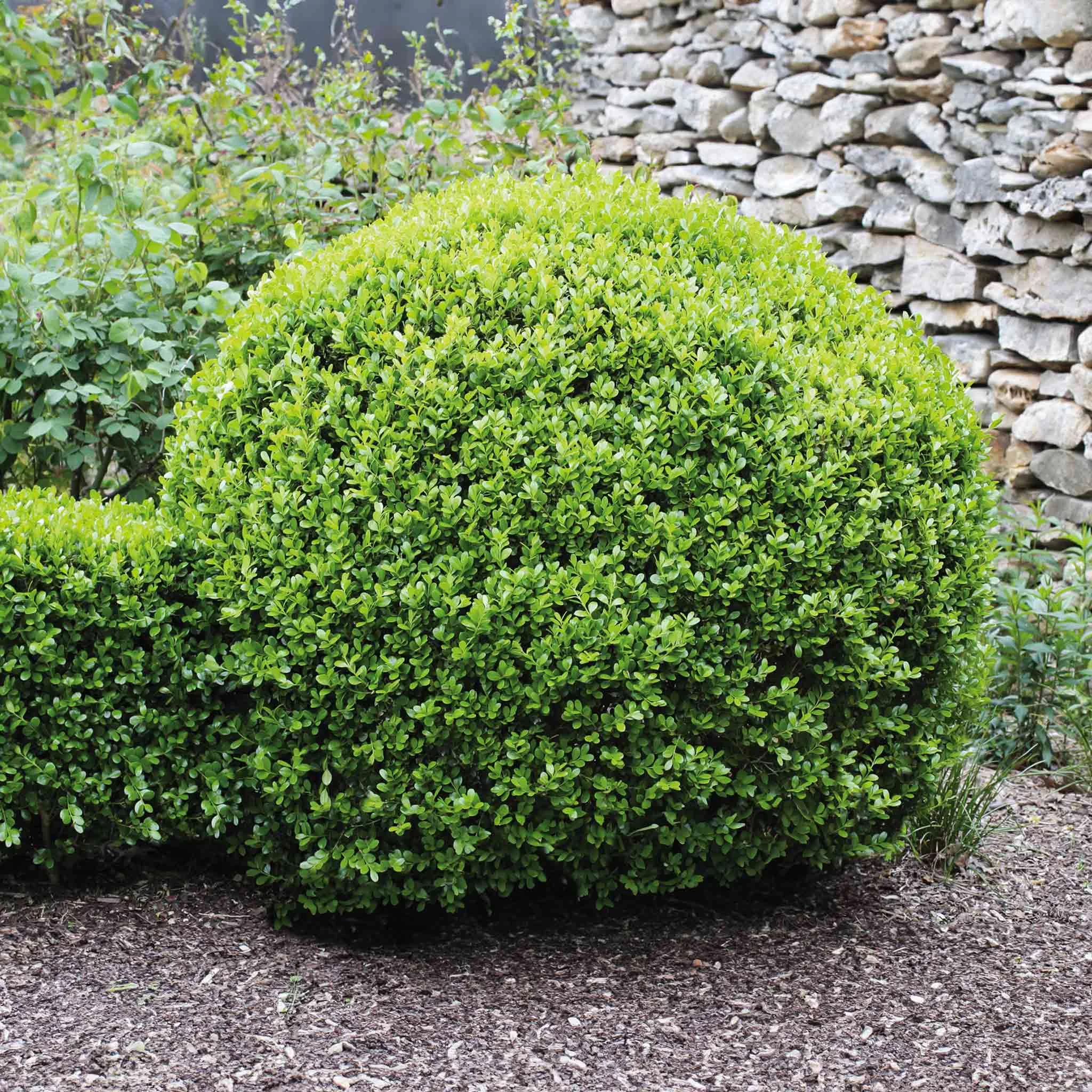 winter-gem-boxwood.webp Winter Gem Boxwood