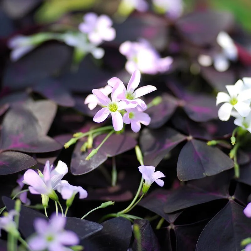 wood-sorrels-oxalis-triangularis-5-pk.webp (Wood Sorrels) Oxalis Triangularis (5/pk)