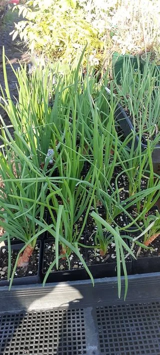 yellow-potato-onion-perennial-multipler.webp Yellow Potato Onion (perennial multipler)
