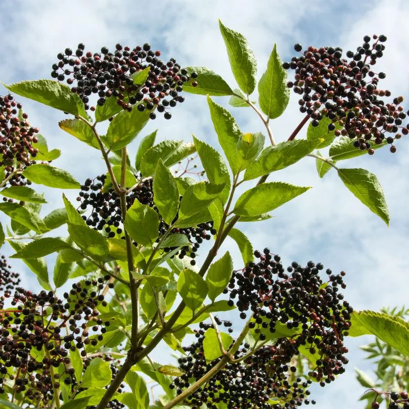 york-elderberry.webp York Elderberry