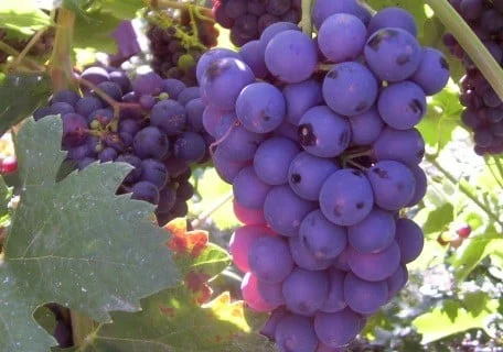 zinfandel-grape.webp Zinfandel Grape